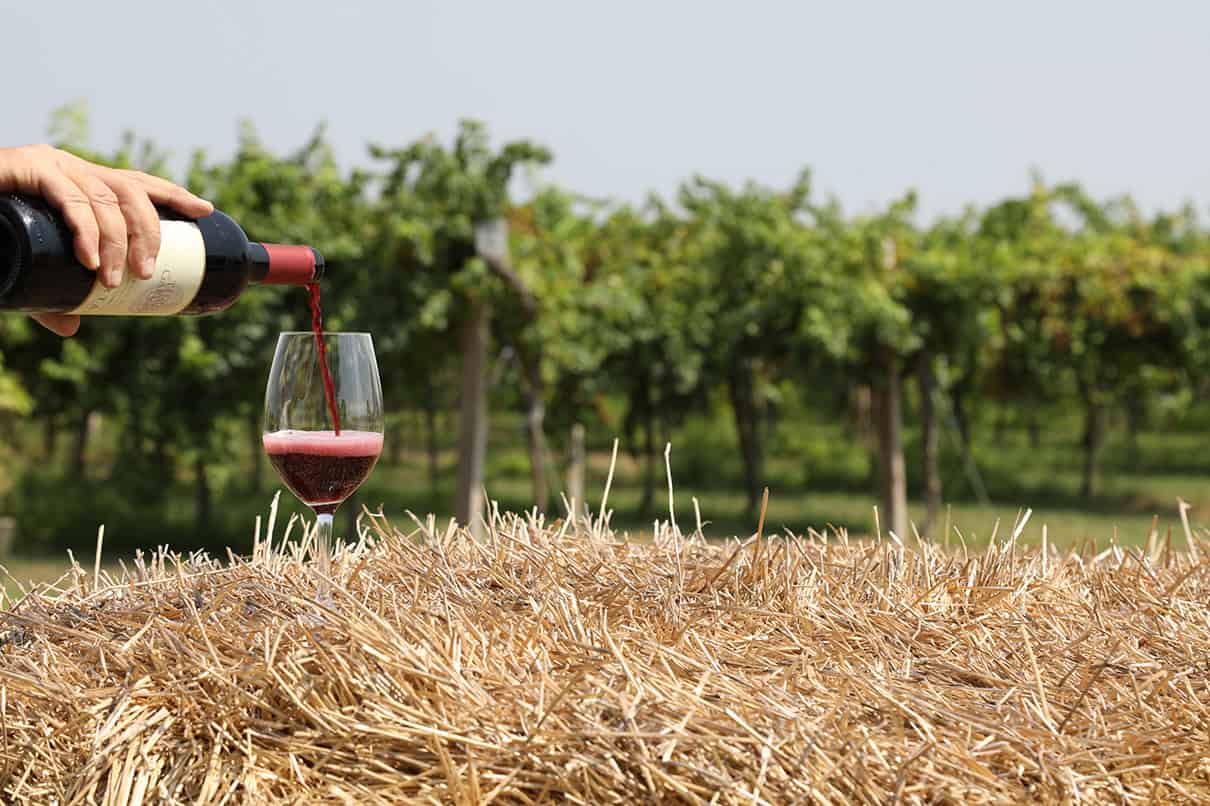 vigneto e bottiglia di Fortana di Tenuta Garusola