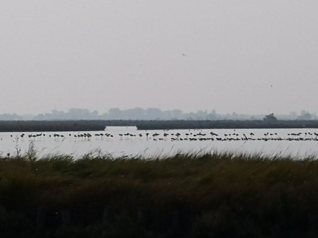 valli di Comacchio